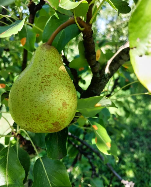 Olgun Armudun Yakın Çekimi Bir Dalda Asılı