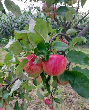 elma bahçesinde ağaç