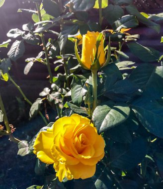 Sarı Gül ve Bud Güneş Işığında