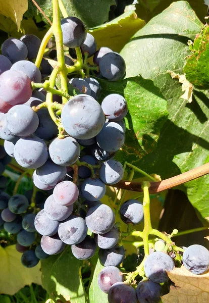 Sarmaşıkta olgunlaşmış üzümler