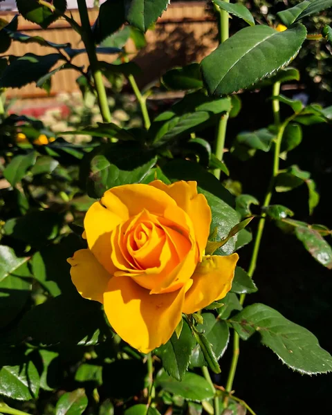 Sarı Gül ve Bud Güneş Işığında