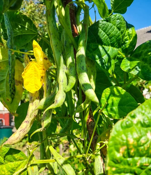 Olgun Mor Fasulyeler ve Sarı Yapraklar