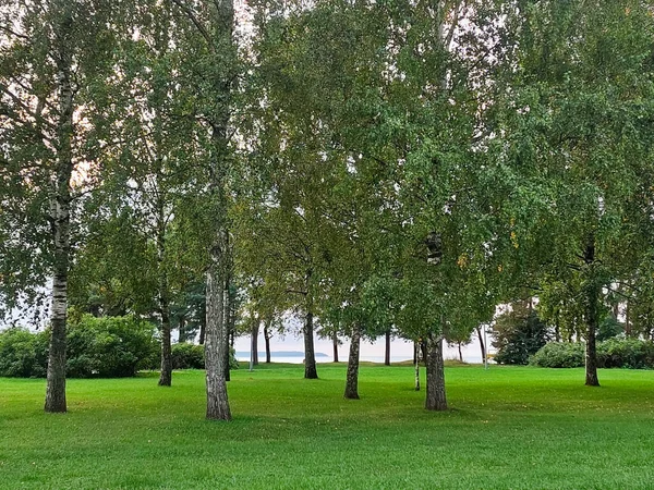 Denize bakan yeşil bir parktaki huş ağaçları