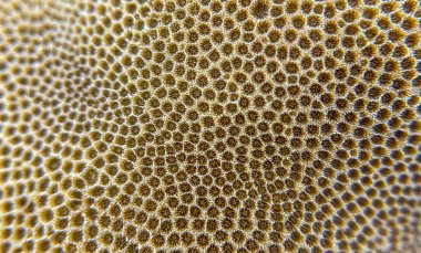 Mercan yüzeyinin belirgin hücresel yapısı ve doğal deseni olan yakın çekimi. Soyut resim.