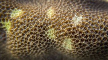 Kahverengi deniz mercanlarının sarı noktalı matrosu. Bu soyut resim tasarım, paketleme, arkaplan ve ekran koruyucular için uygundur.