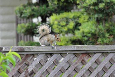 Bahçedeki ahşap bir çitte fındıklı bir sincap oturuyor.