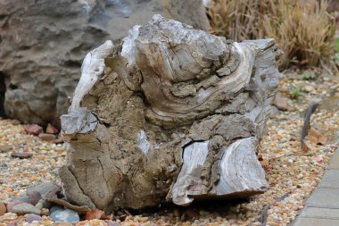 Bahçede yerde yaşlı ağaç kütüğü, fotoğrafa yakın çekim.