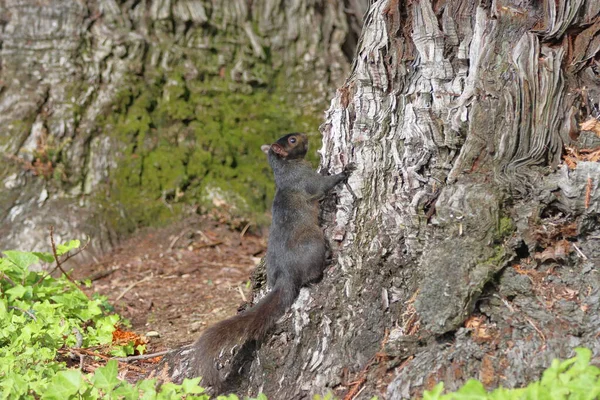 ormanda siyah sincap