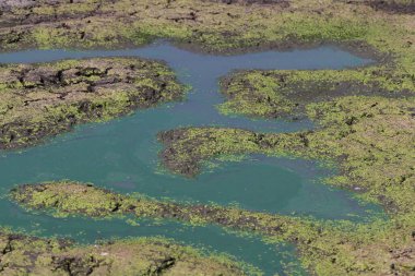 Bataklıkta yeşil yosun ve mavi su. Peyzaj.