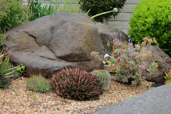 Botanik bahçesinde taş olan kaktüs bahçesi, stok fotoğrafı.