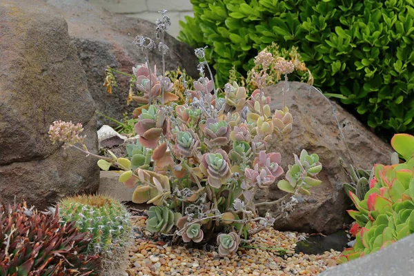 Bahçede sulu bitkiler, fotoğrafa yakın çekim..