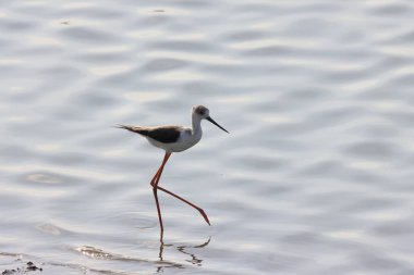 Siyah boyunlu çubuk, Himantopus himantopus