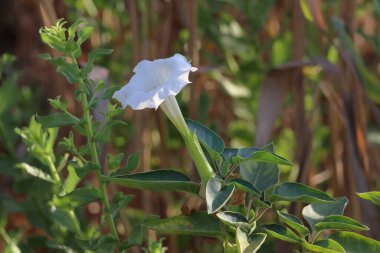 Veri tabanının beyaz çiçeği (Datura officinalis)
