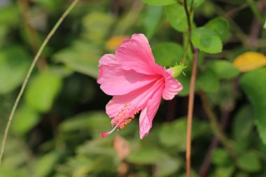 Yeşil yapraklı pembe amber çiçeği, İsrail.