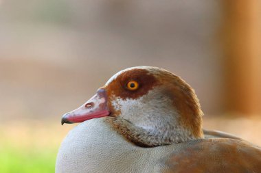 Mısırlı Kaz (Alopochen aegyptiacus) İsrail.