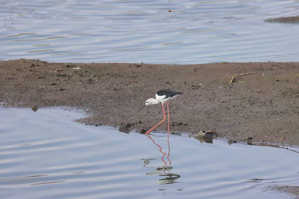 Kingfisher (Alcedo) bir levrekte oturuyor