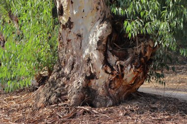 Eucalyptus tree in the park, closeup of photo