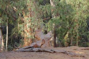 Arka planda okaliptüs ağaçları olan parkta ağaç kütüğü.