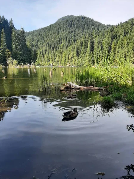 Dağlarda yeşil ağaçlar olan göl.