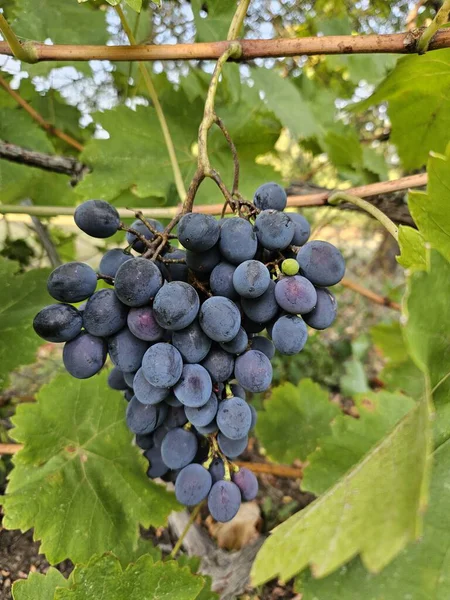Sonbahar güneşli gününde üzüm hasat ediyorum.