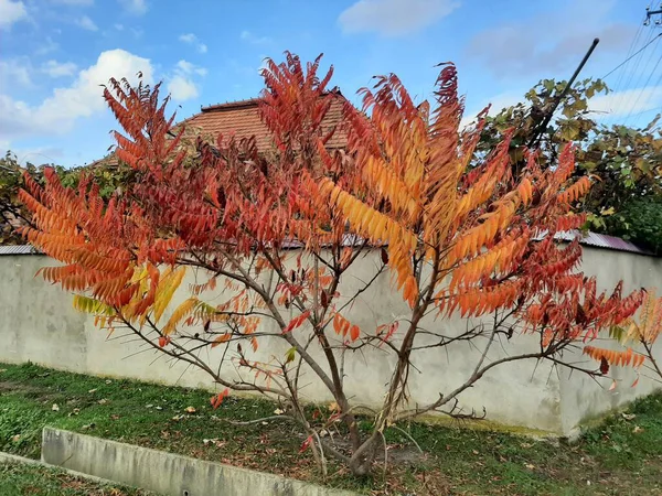 Sonbaharda ağaçta kırmızı yapraklar