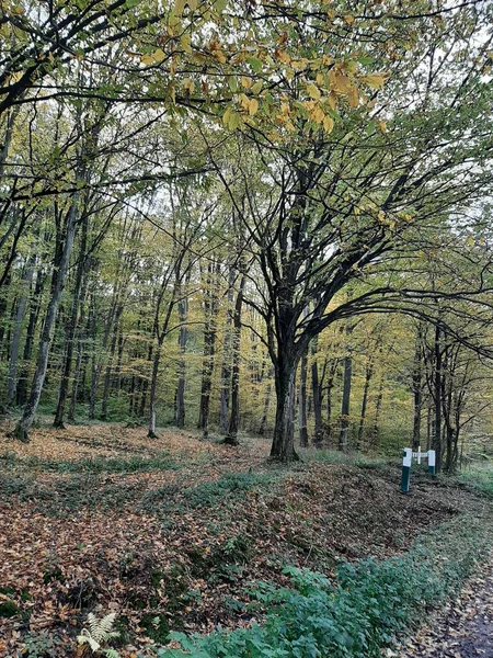 Ağaçlar ve yapraklarla dolu güzel sonbahar manzarası