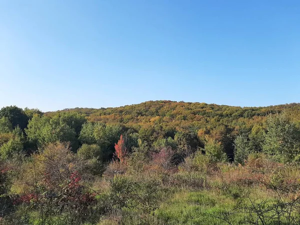 Ağaçlar ve yapraklarla dolu sonbahar manzarası