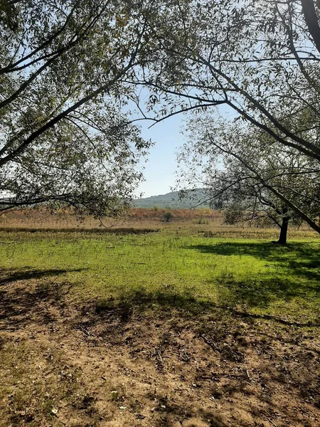 Sonbaharda park yolunda yeşil orman 