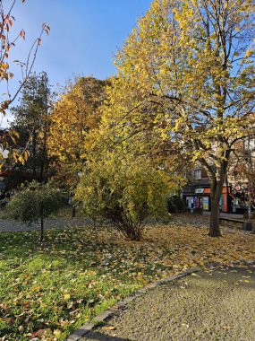 Sonbahar manzarası, huş ağaçları, şehirde yürüyüş.