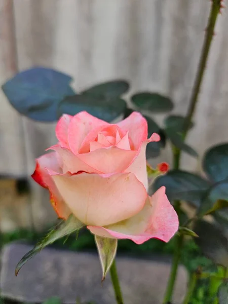 Bahçede güzel pembe bir gül