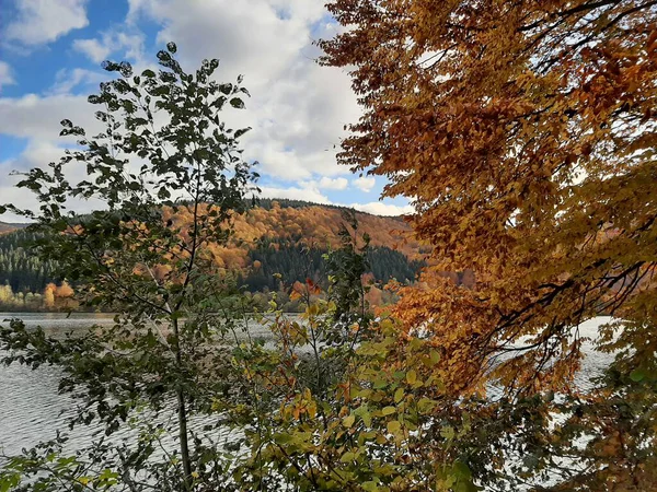 Ağaçlar ve ormanlarla dolu güzel sonbahar manzarası