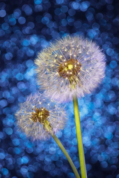 蒲公英种子的降落伞在明亮的蓝色散景背景 Blowball — 图库照片