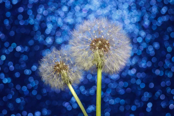 Close Paardebloem Bokeh Achtergrond Van Koele Kleur Blowball Heldere Blauwe — Stockfoto