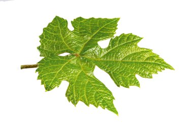 Doğal Tasarım Elemanı Yeşil Üzüm Yaprağı Beyaz Backgr Izole