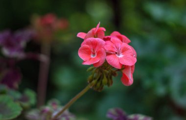 Sap üzerinde Sardunya Parlak Pembe Kırmızı Çiçeklenme Yakın Çekim. 