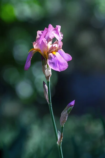 Close-up of Bright Purple Lilac Bearded Iris on Stalk. — Stock Photo, Image