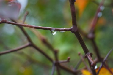 Yeşil Bulanık Arkaplanda Saf Şeffaf Düşüşün Fotoğrafı. Yağmurlu Hava 'da Sonbahar Doğası Elementi.