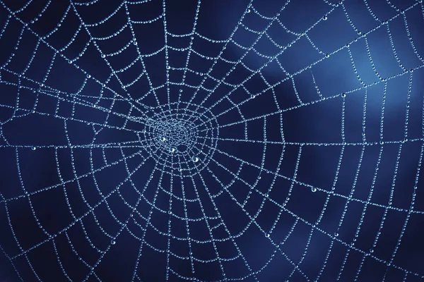 Foto Von Cobweb Mit Wassertropfen Der Natur Natürlicher Dunkelblauer Hintergrund — Stockfoto