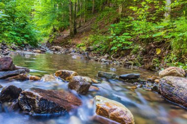 Ormandaki güzel şelale. Carpathian Dağı. ukraine