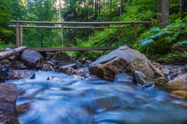 Ormandaki şelale. akış