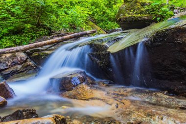 Doğadaki güzel şelale, Flora