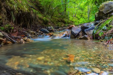 Ormanda yosunlu bir dere