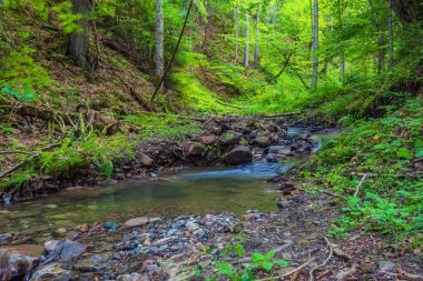 Yeşil orman ve kayalarla dolu bir nehir