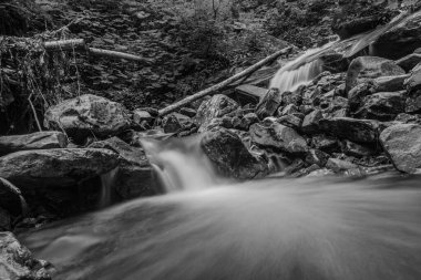 Ormandaki bir derenin gri tonlu görüntüsü.