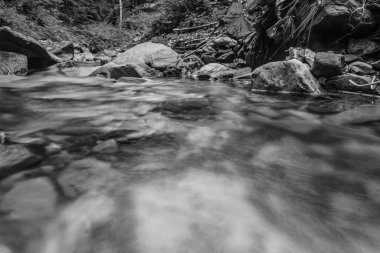 Ormandaki dağ deresi.