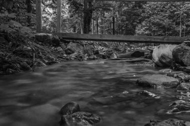 Ormandaki nehrin güzel manzarası