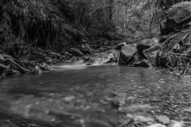 Güzel manzara. siyah ve beyaz resim