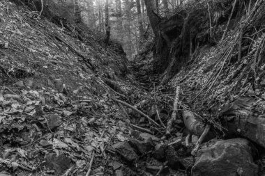 Ormanın eski taş yolu.