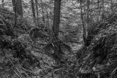 Ormanın ortasındaki bir ormanın siyah beyaz resmi.