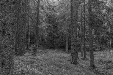 Siyah ve Beyaz Orman